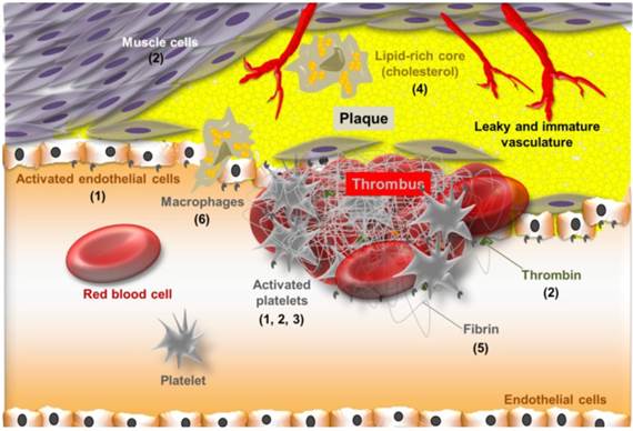 Theranostics Image