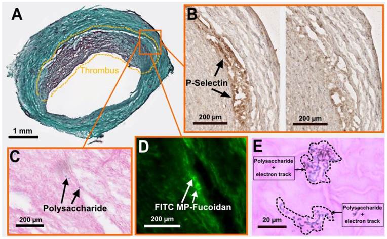 Theranostics Image