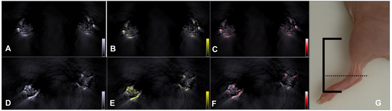 Theranostics Image