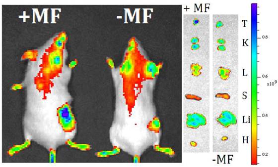 Theranostics Image