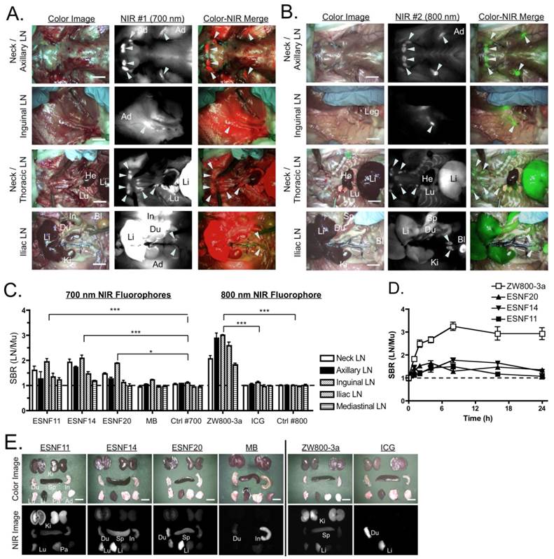 Theranostics Image