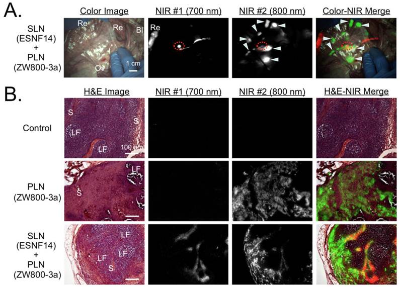 Theranostics Image