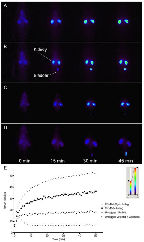 Theranostics Image