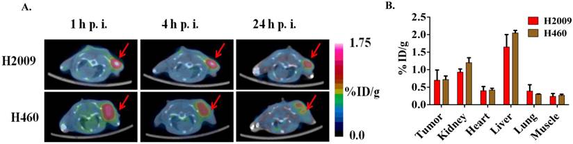 Theranostics Image