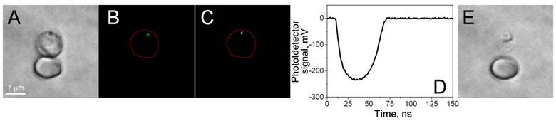 Theranostics Image