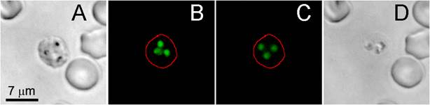 Theranostics Image