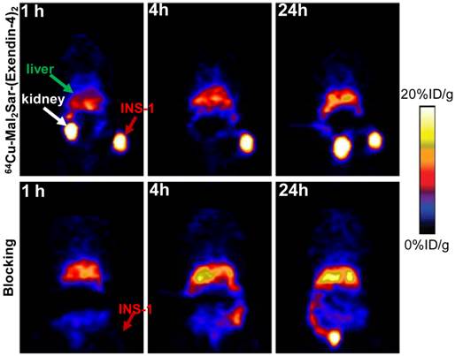 Theranostics Image