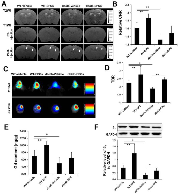 Theranostics Image