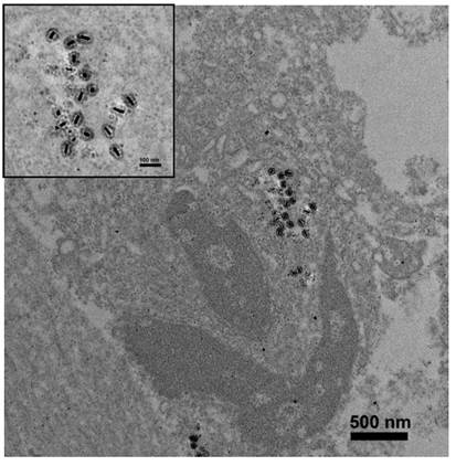 Theranostics Image