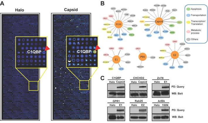 Theranostics Image