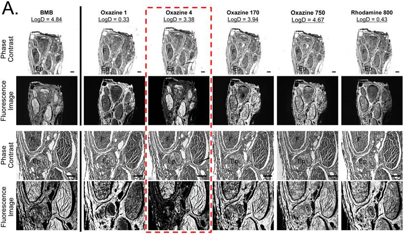 Theranostics Image