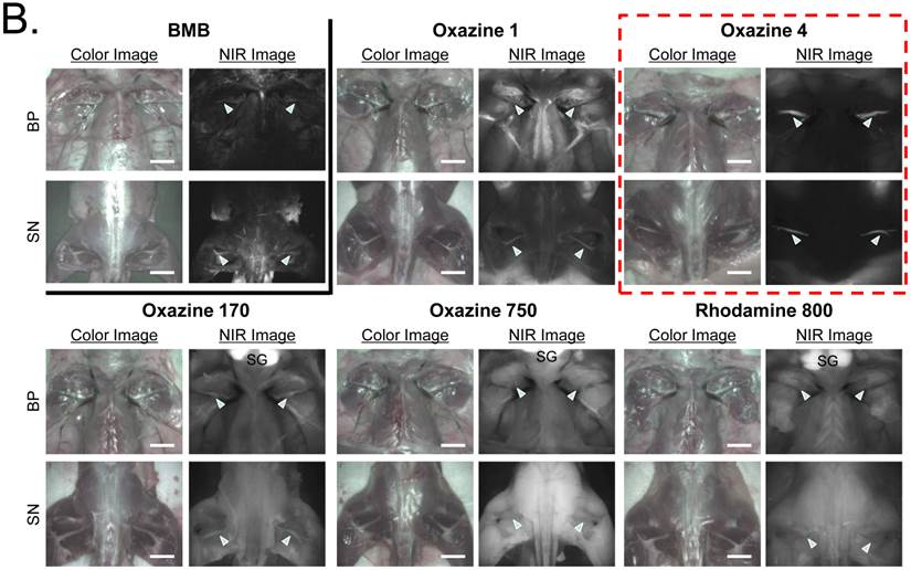 Theranostics Image