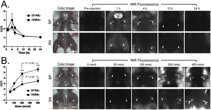 Theranostics Image