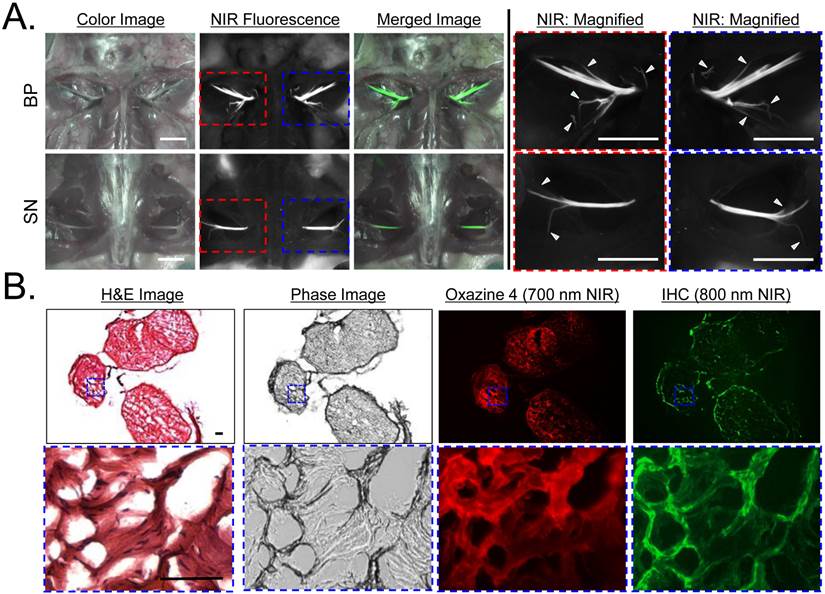 Theranostics Image