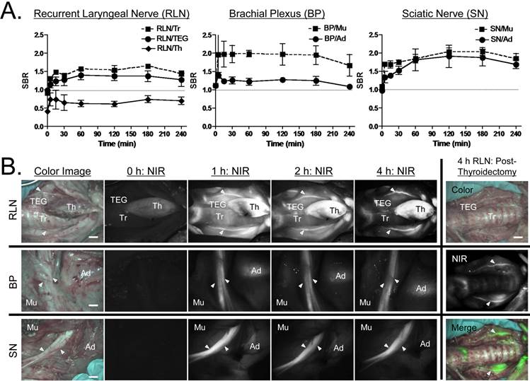 Theranostics Image