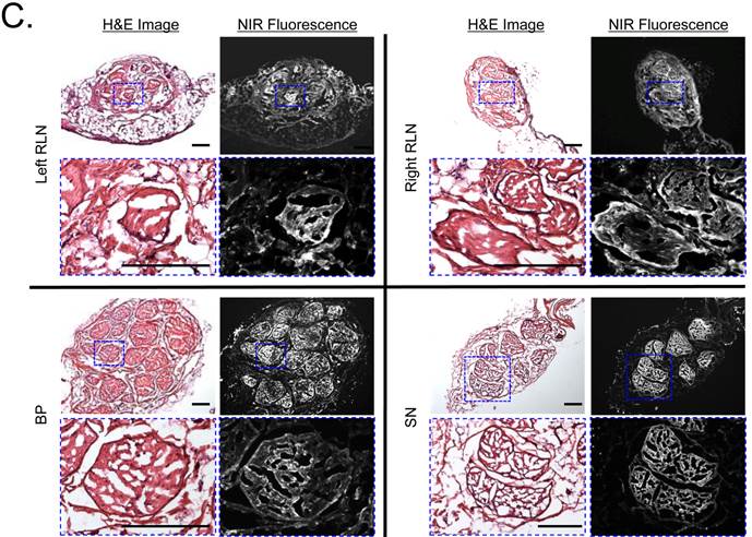 Theranostics Image