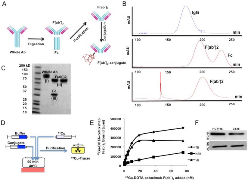 Theranostics Image