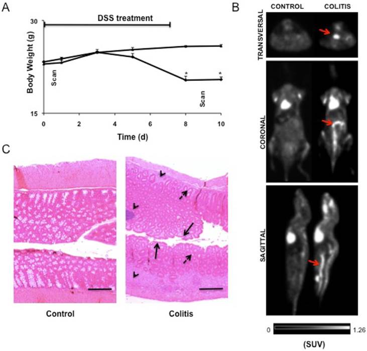 Theranostics Image