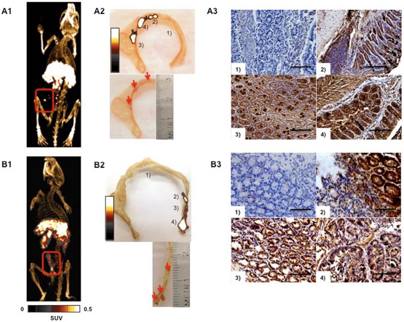 Theranostics Image