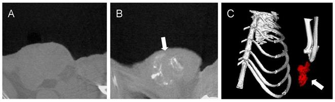 Theranostics Image