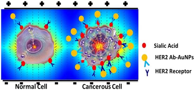 Theranostics Image