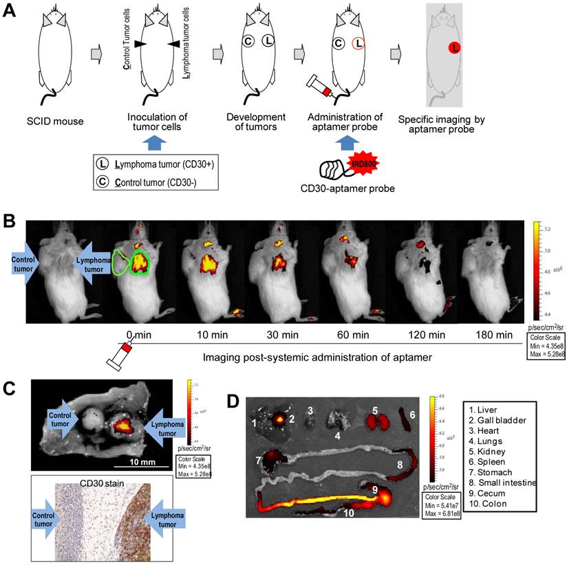 Theranostics Image