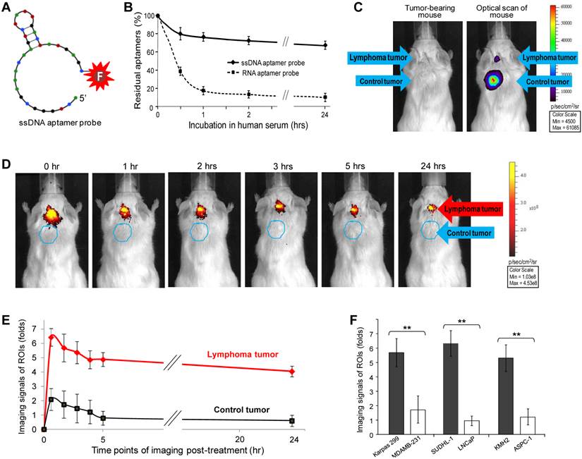 Theranostics Image