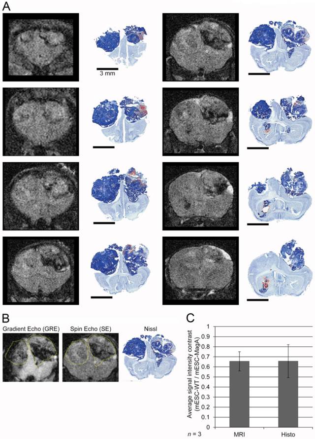 Theranostics Image