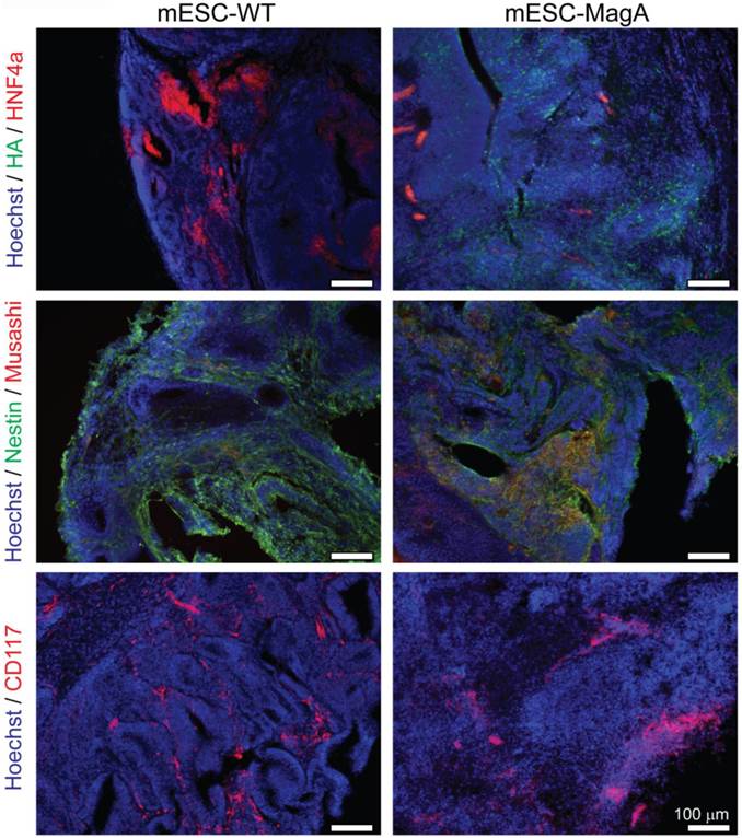 Theranostics Image