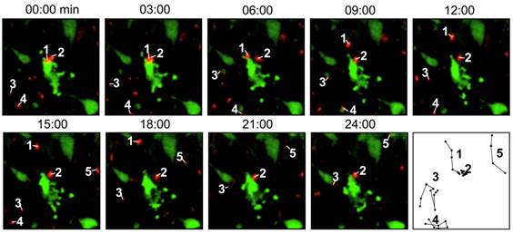 Theranostics Image