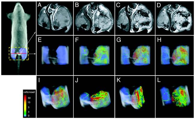 Theranostics Image