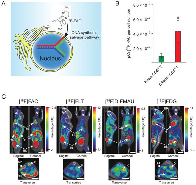 Theranostics Image