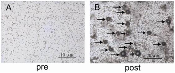 Theranostics Image