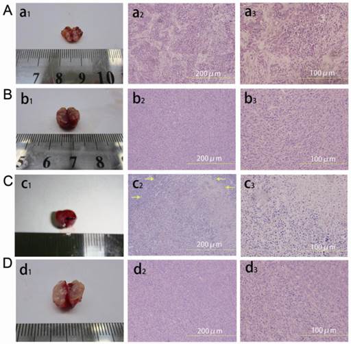 Theranostics Image