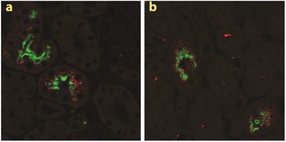 Theranostics Image