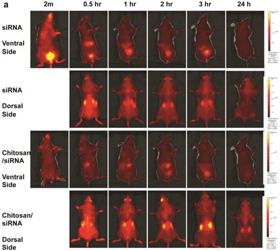 Theranostics Image