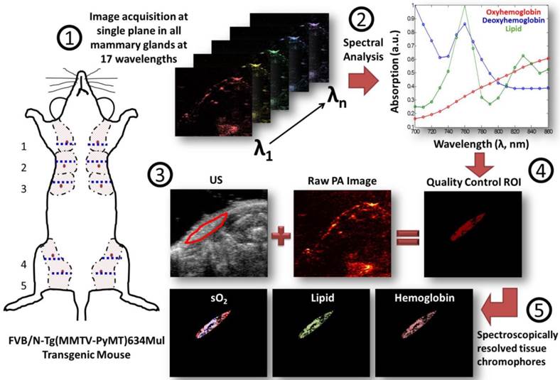 Theranostics Image