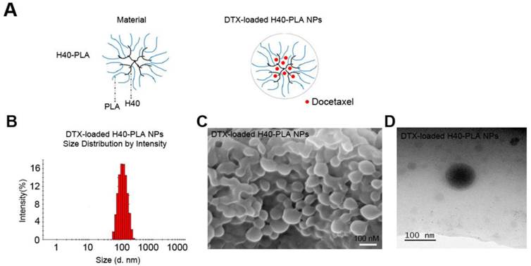 Theranostics Image