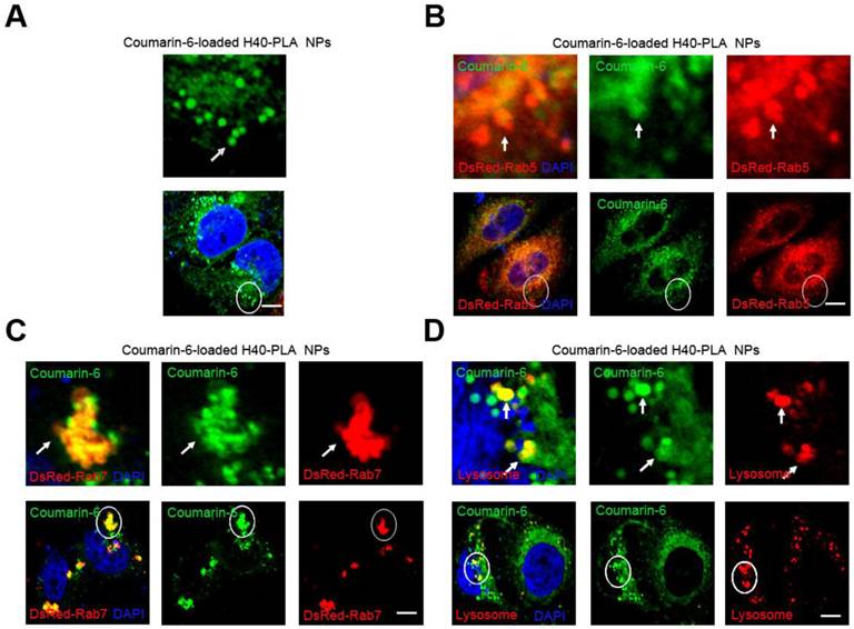 Theranostics Image