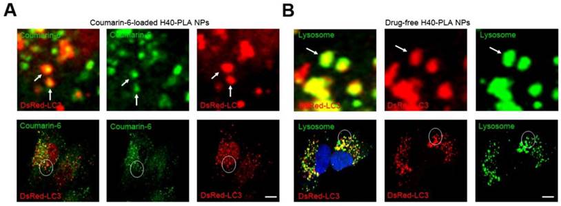 Theranostics Image