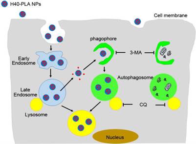 Theranostics Image