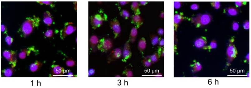 Theranostics Image