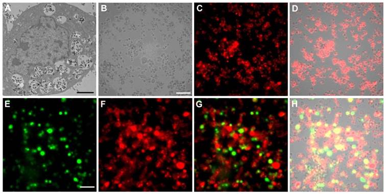 Theranostics Image