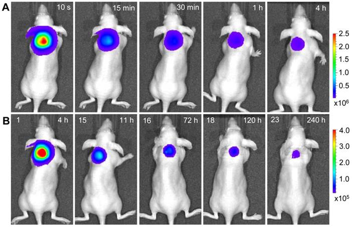 Theranostics Image