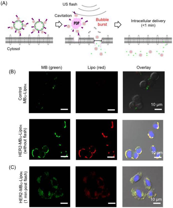 Theranostics Image