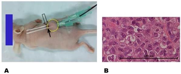 Theranostics Image