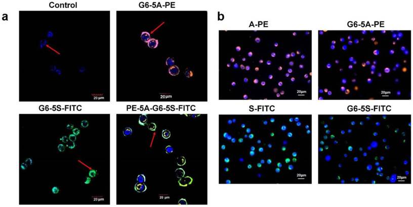 Theranostics Image