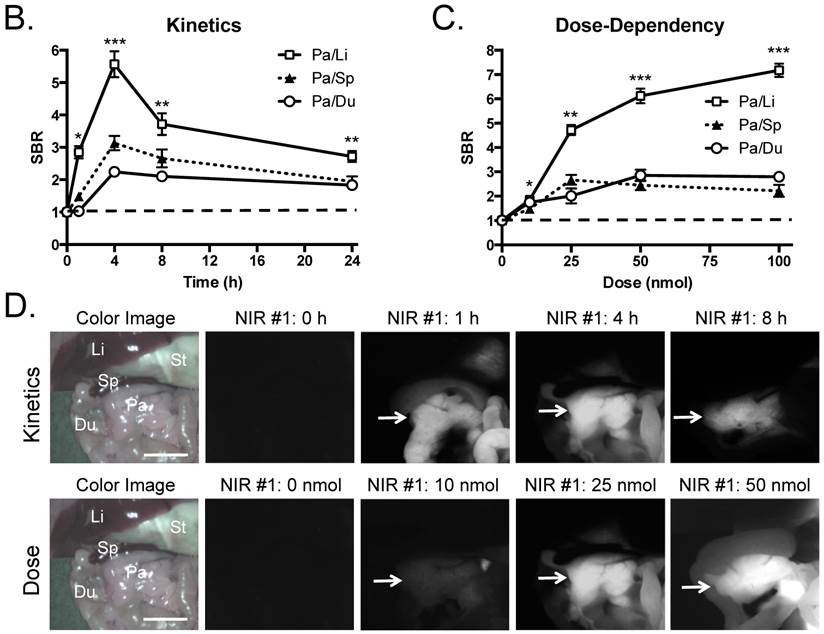 Theranostics Image