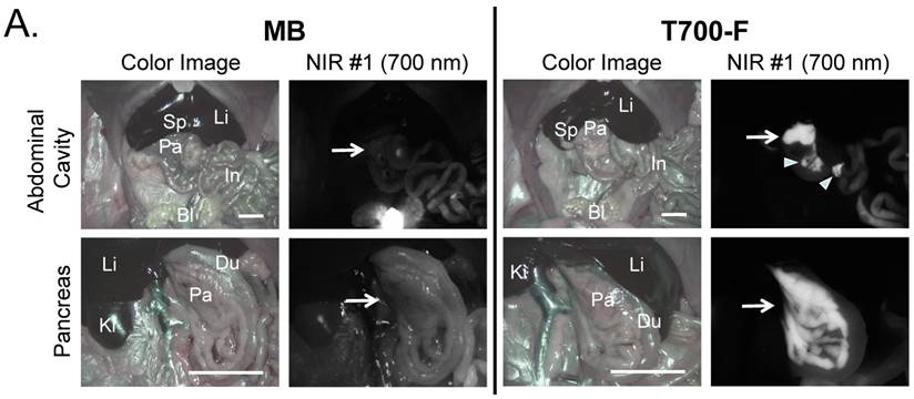 Theranostics Image