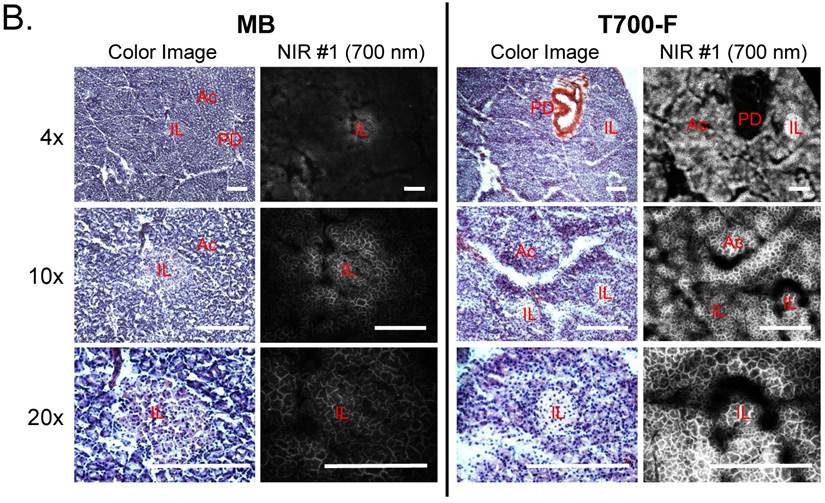 Theranostics Image